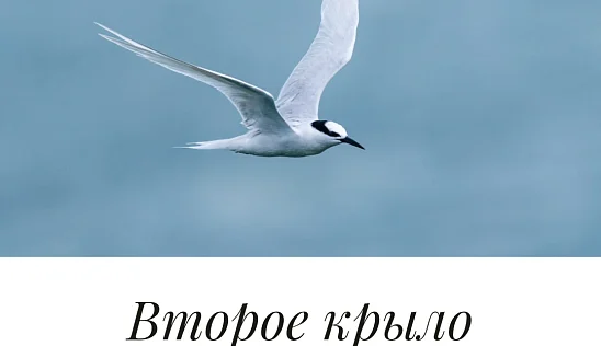 Кламп Беляцкая Ольга