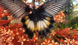 Кламп Шикалова Елена