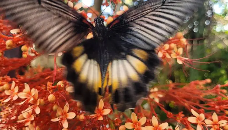 Шикалова Елена