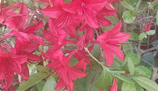 Кламп Шевцова  Ирина 