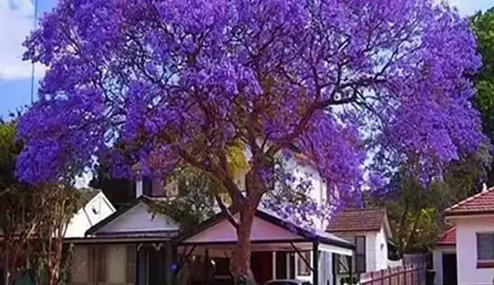 Кламп Корнеев Дмитрий