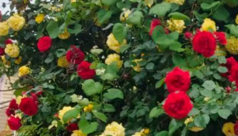 Мазикин Евгений 2